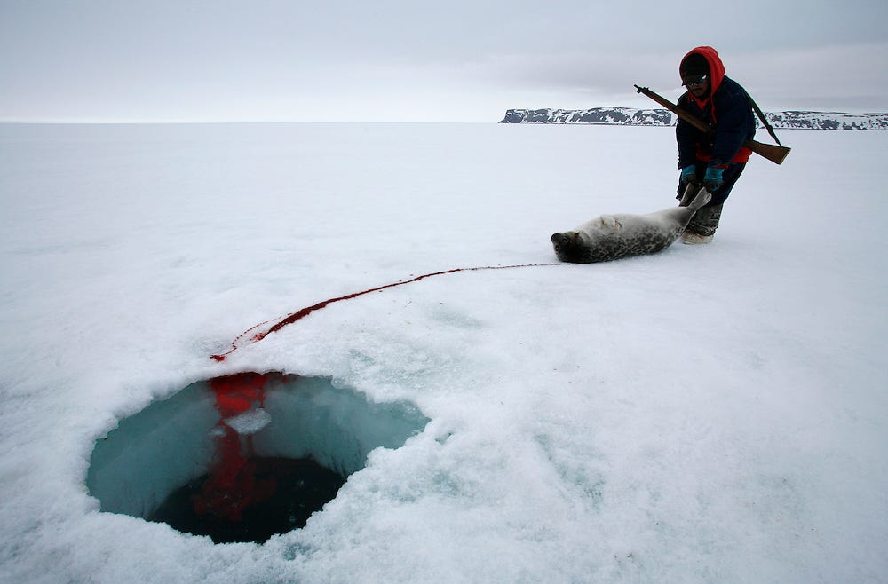 Seal Hunting in Canada Why It is Important to Inuit Communities. by