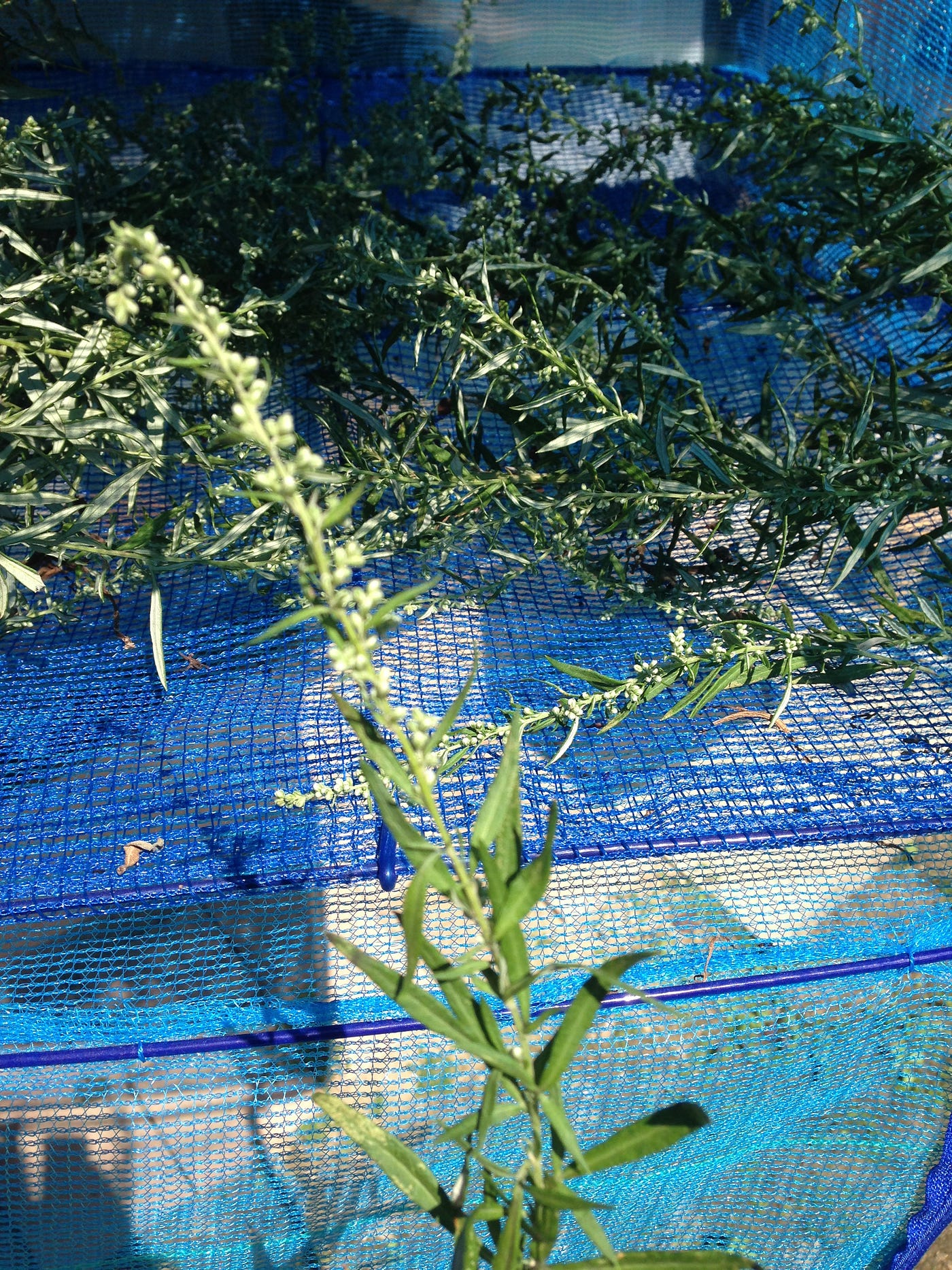 葛の花とヨモギの花で野草茶 自宅近くの小川の周りに生えている葛 小原は葛の花の開花が遅く まだ咲いていた 甘 By 金子 潤 Jun Kaneko Medium