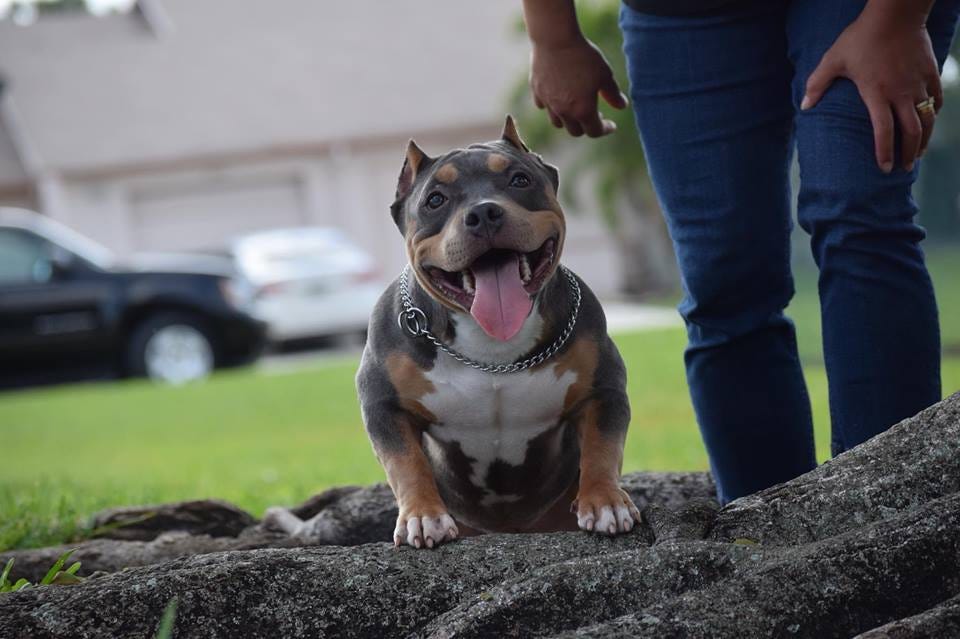 Everything You Need To Know About The Fastest Growing Dog Breed The American Bully By Bully King Magazine Bully King Magazine Medium