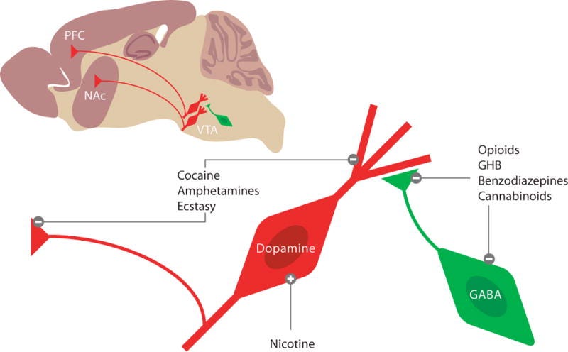 Image of VTA projections to NAc and PFC from NIH Study