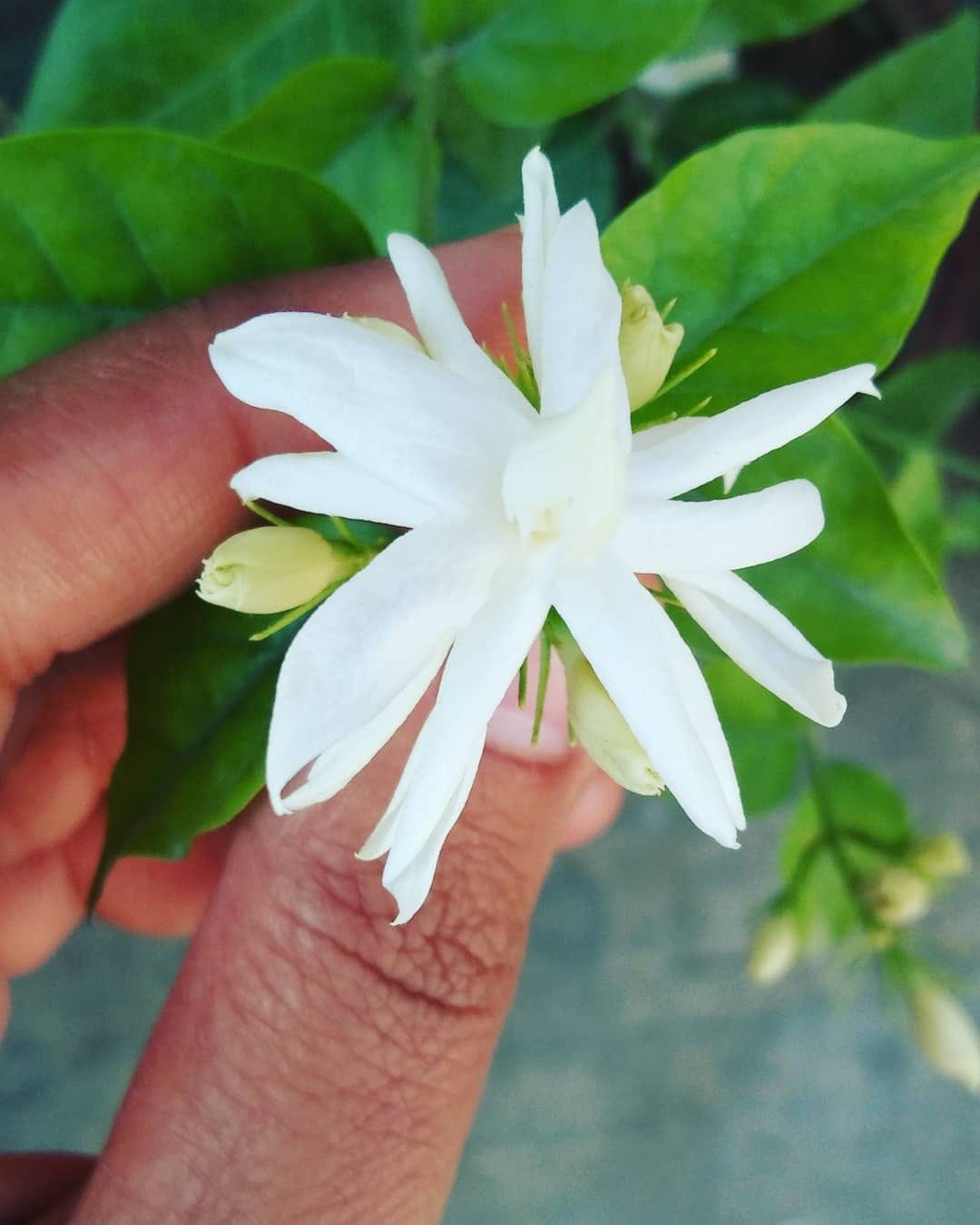Jasmine Sambac Flower photo by Parth Mayn