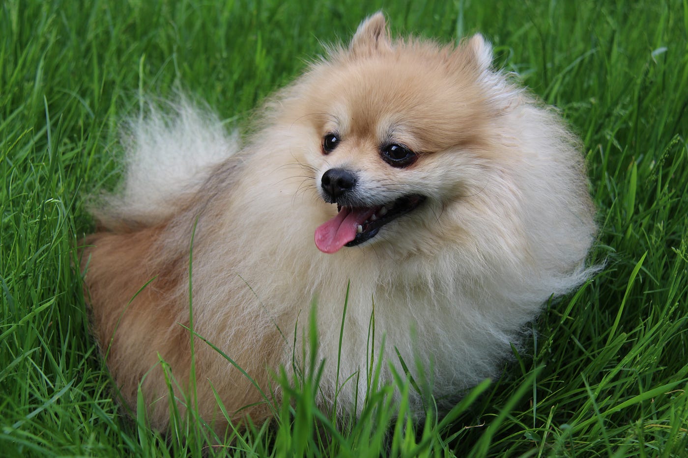 Taking Care of Your Dog’s Coat. Coat maintenance is one of the best