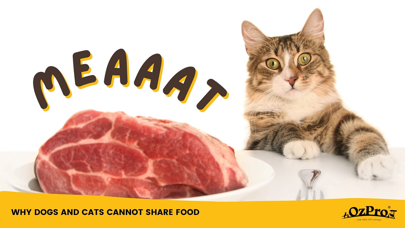 Can Dogs Eat Cat Food and Can Cats Eat Dog Food? by OzPro Pets Medium