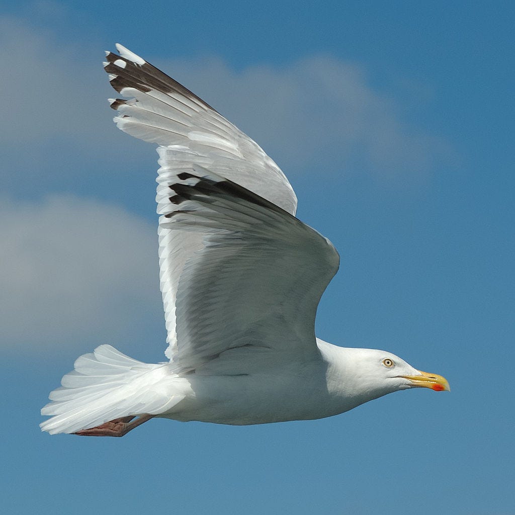 Silbermöwe (Larus argentatus) im Flug (2007). Via Creative Commons: https://commons.wikimedia.org/wiki/File:Silberm%C3%B6we_(Larus_argentatus)im_Flug(2007).jpg