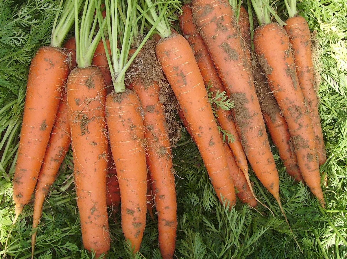 Carrots