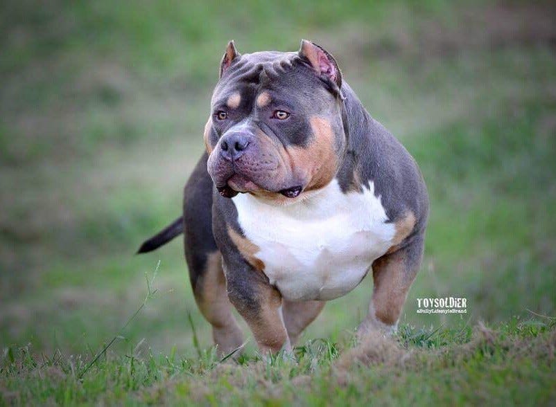 how much are american bully pits worth