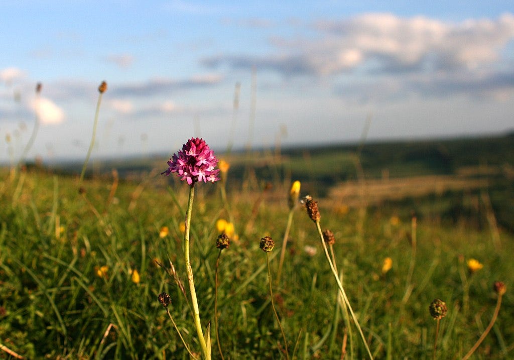 Pyramid Orchid (Anacamptis pyramidalis) on chalky down land, England. Marilyn Peddle, North Dorset, England, CC BY 2.0 <https://creativecommons.org/licenses/by/2.0>, via Wikimedia Commons