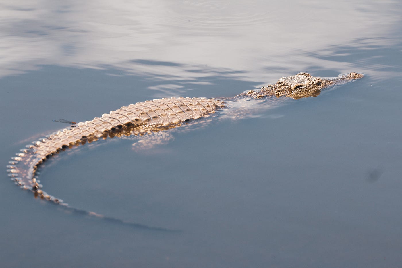 See You Later Alligator Written For Christian By Gloria Carrara P S I Love You