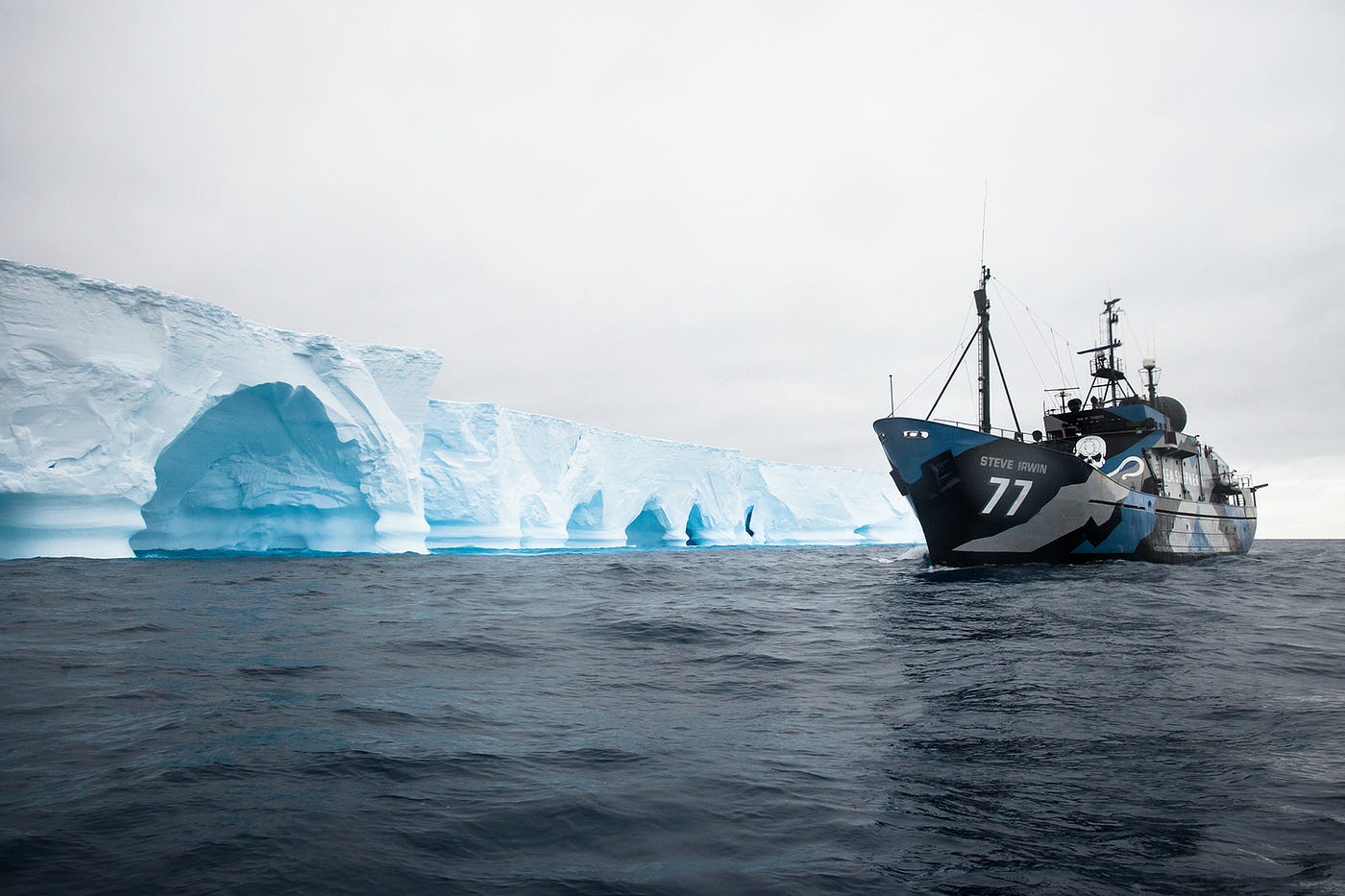 how to become a sea shepherd