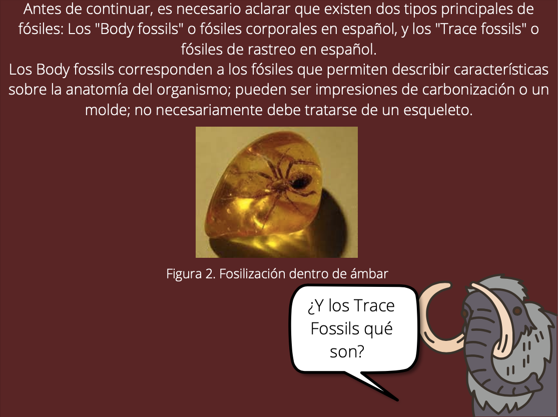 Diania cactiformis (Ilustrado) Paleoter Medium