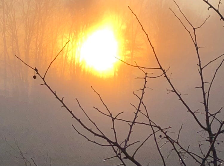 picture taken at sunrise on a foggy day through bare branches of an apple tree