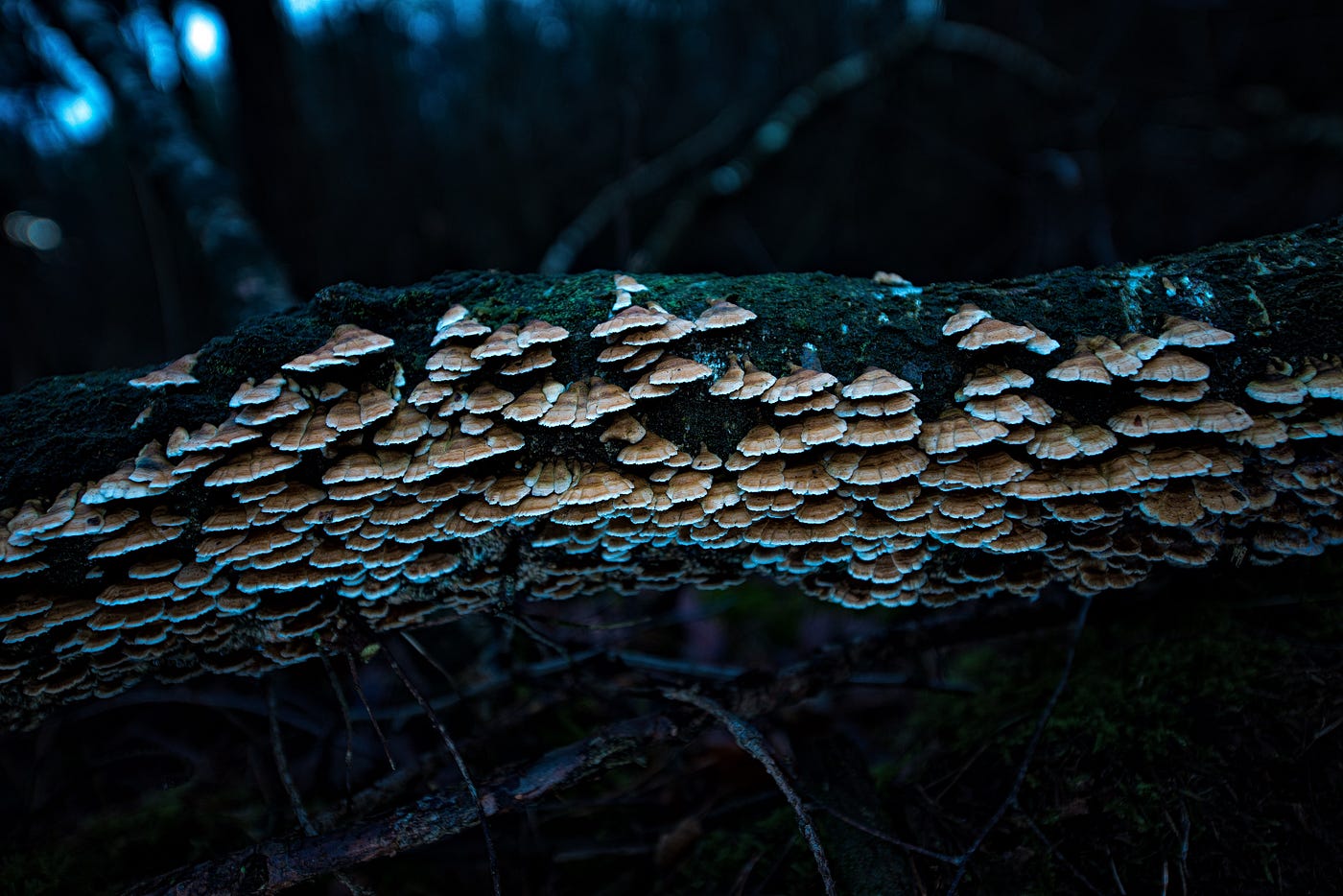 Nature Photography Challenge 4/7. Here's my day #4 entry to the Nature… |  by Ferdy Christant | Ferdy Christant