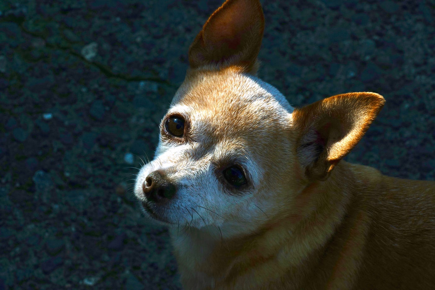 Oh F Ck My Dog Ate An Edible Originally Published At By Felicia Harder High Vibes Media Medium