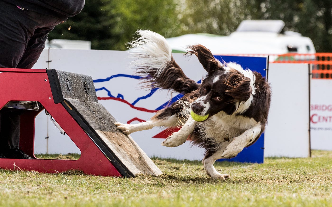 Fly Like the Wind: An Introduction to Flyball | by The Wuff Guide | Medium