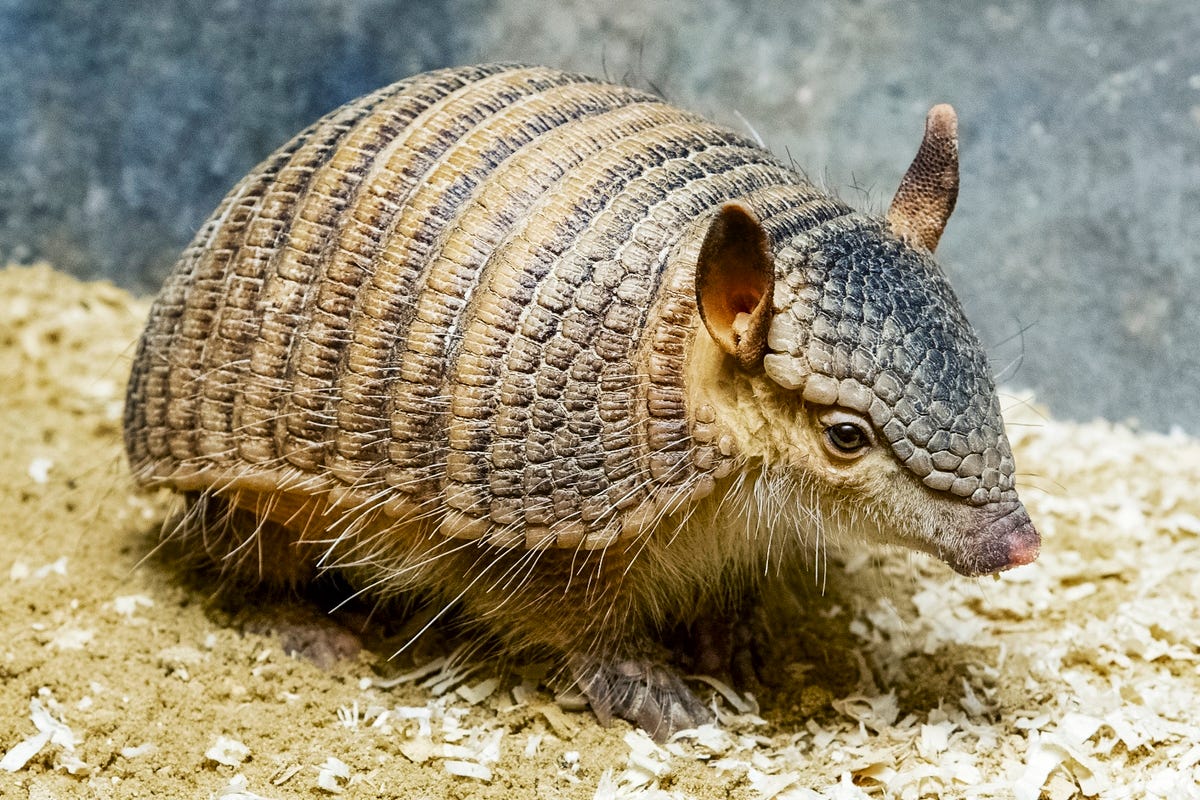 Armadillo