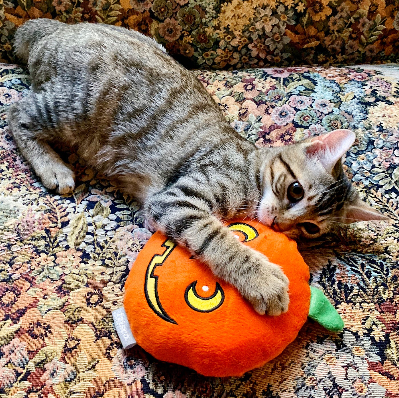 A cute tabby kitten plays with a pumpkin head dog toy.
