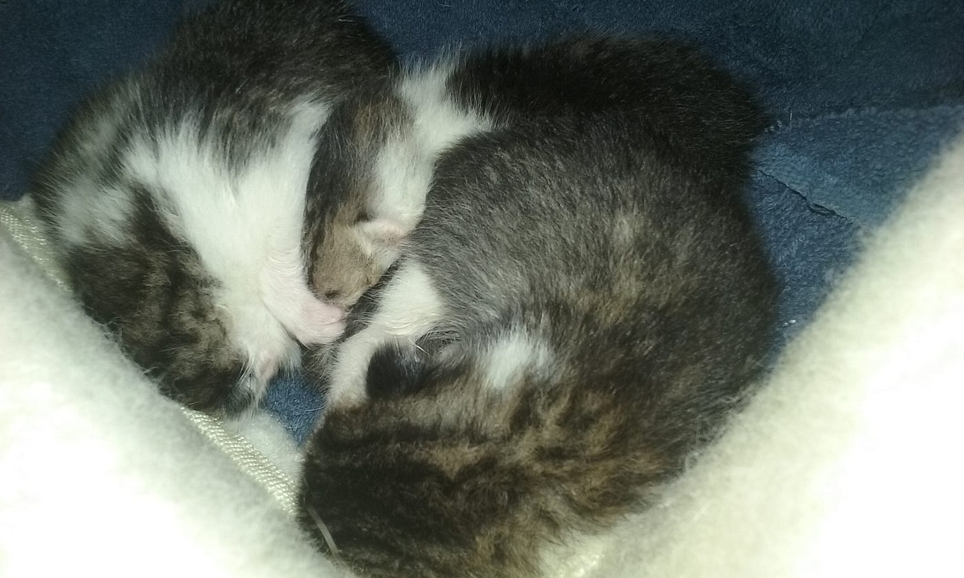 how to feed orphaned kittens