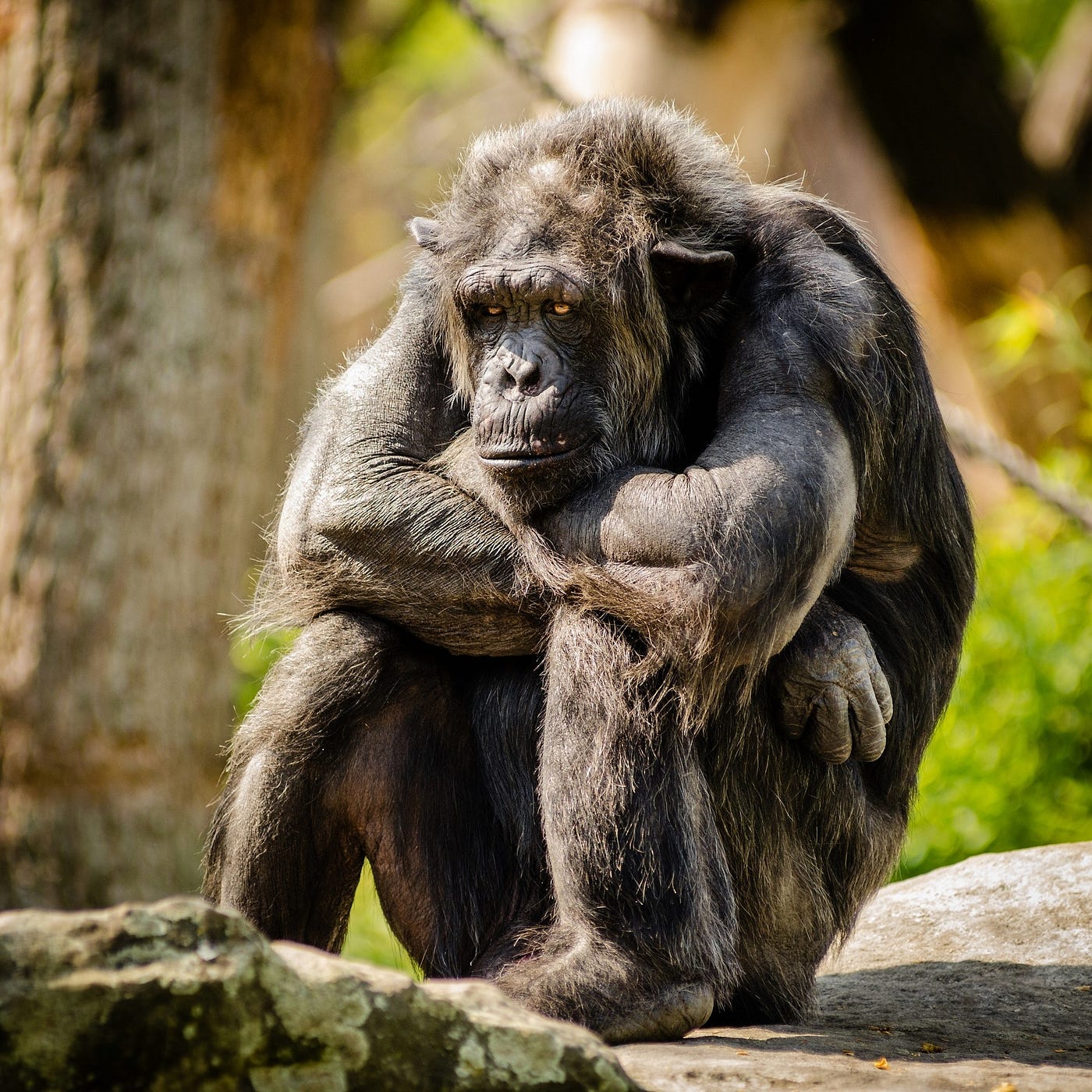 A gorilla sits with its legs drawn up to its chest and its arms resting on its knees.