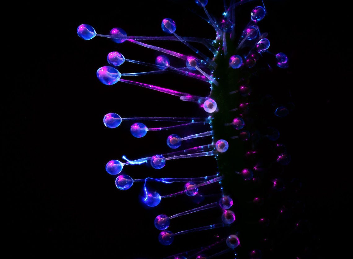 My Journey into Extreme Macro. The Big Hobby of the Tiny | by Ferdy  Christant | Ferdy Christant