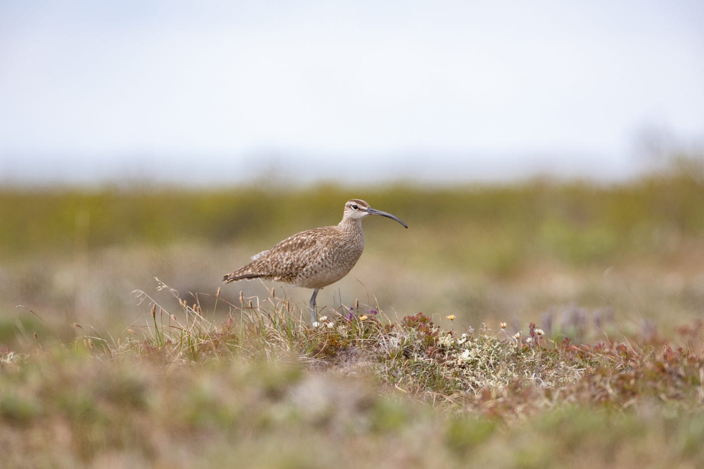 A brown and white shorebird on stands on the Arctic tundra.