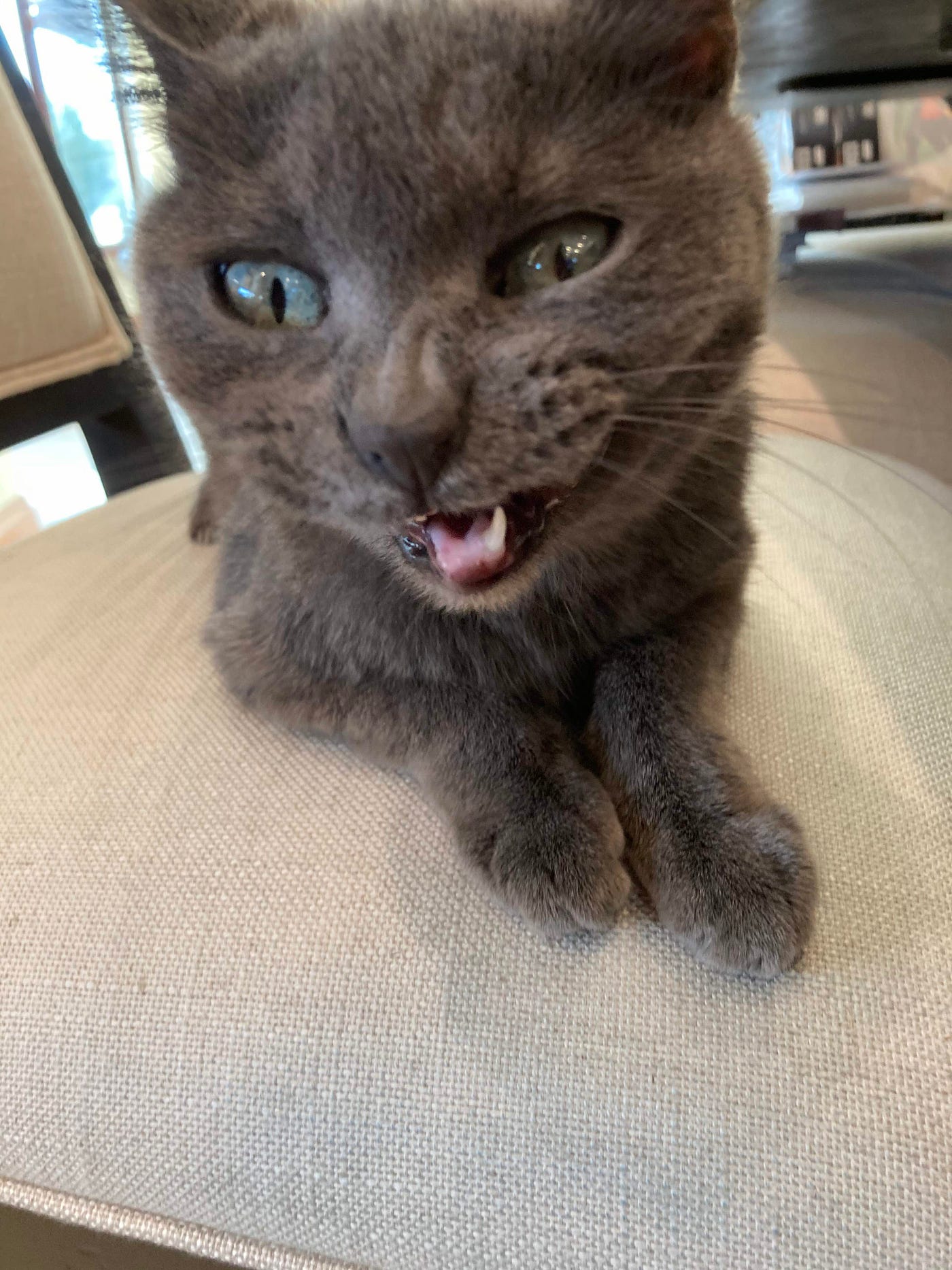 How to Get Your Cat to Stop Biting You by Coco von Fluffytocks