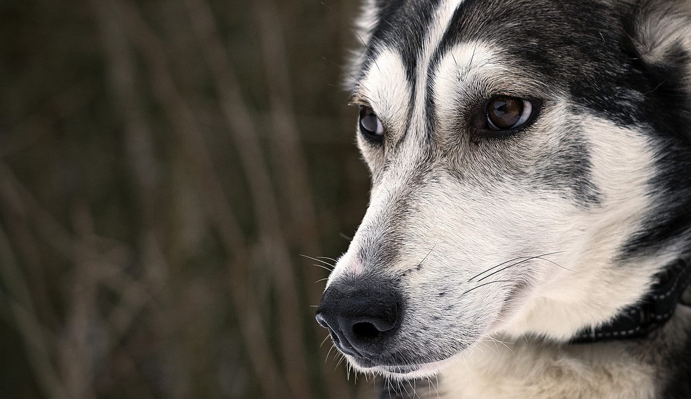 small wolf dog breeds