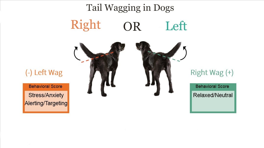 Dog Tail Wagging