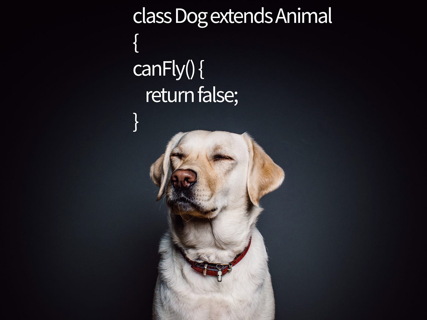 How about we reconsider using animals in our coding examples? | by ...