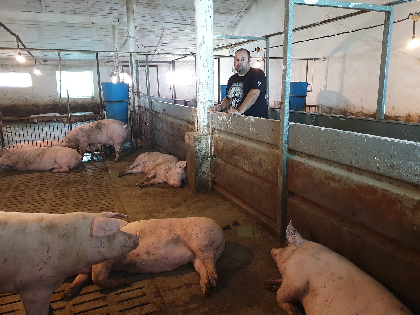 O fermă de porci, dezvoltată din bani europeni în stânga Nistrului, a  crescut de 10 ori în 4 ani | by UNDP in Moldova | UNDP Moldova | Medium