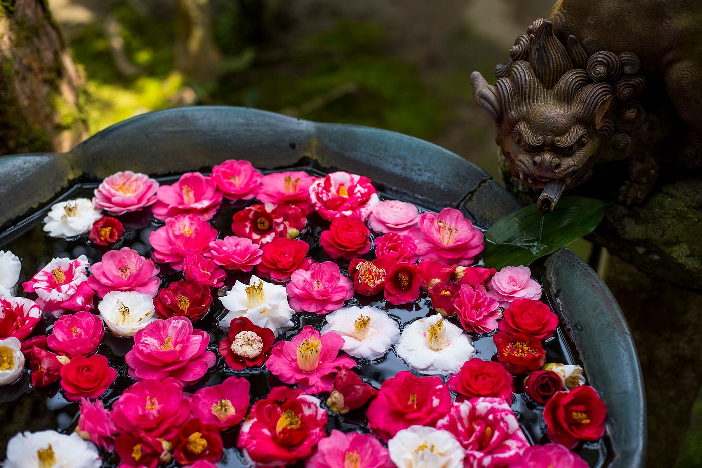 2 4月 椿花落了滿地紅了 日本各地清脆落地的優雅樁花祭 是日日本 Medium 2 4月 椿花落了滿地紅了 日本各地清脆落地的優雅樁花祭 是日日本 Medium
