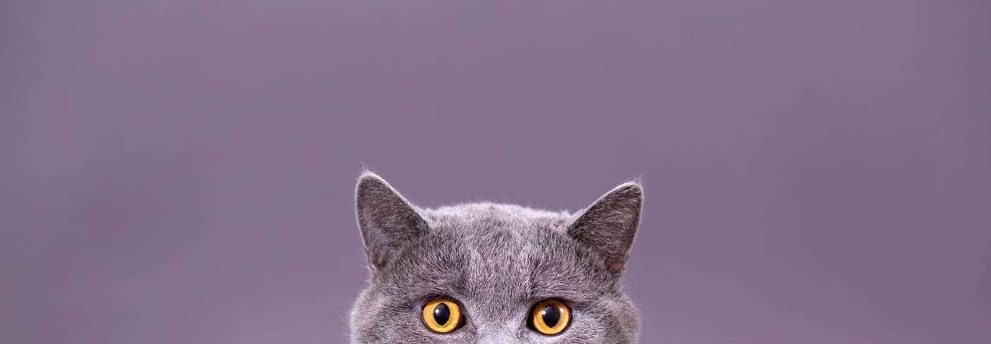 beautiful funny grey British cat peeking out from behind a white table with copy space