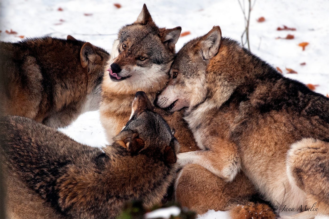 Conflict Exploration: European Wolves | by People•Animals•Nature | Medium