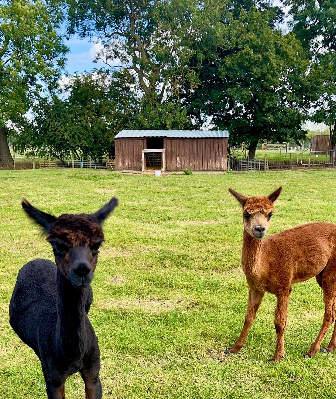 Is It Inhumane To Have Farm Animals? Coffee Times