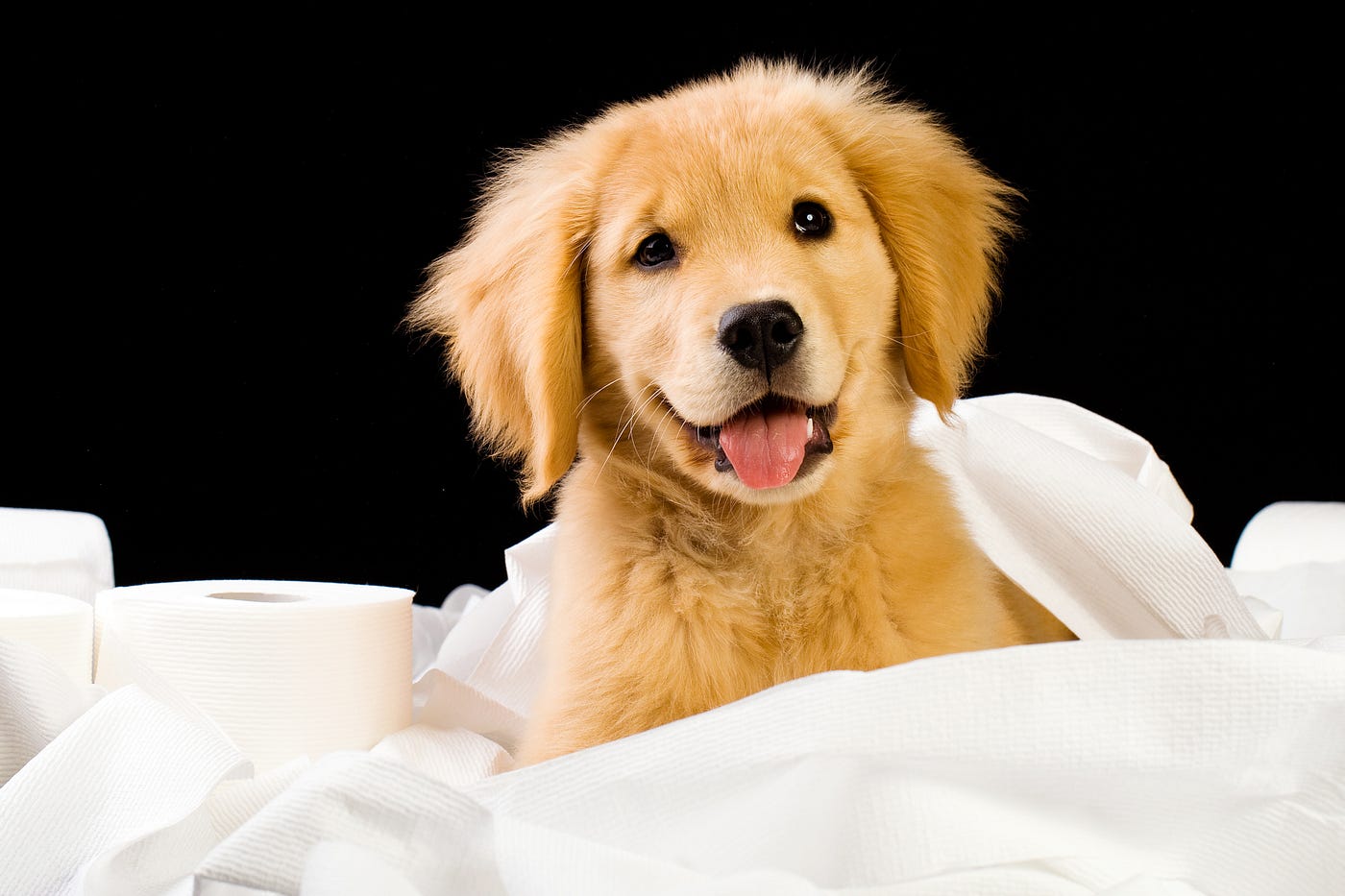 How to potty train your puppy. Among all the joy and excitement that… | by  Adaptil | Happy Hound | Medium