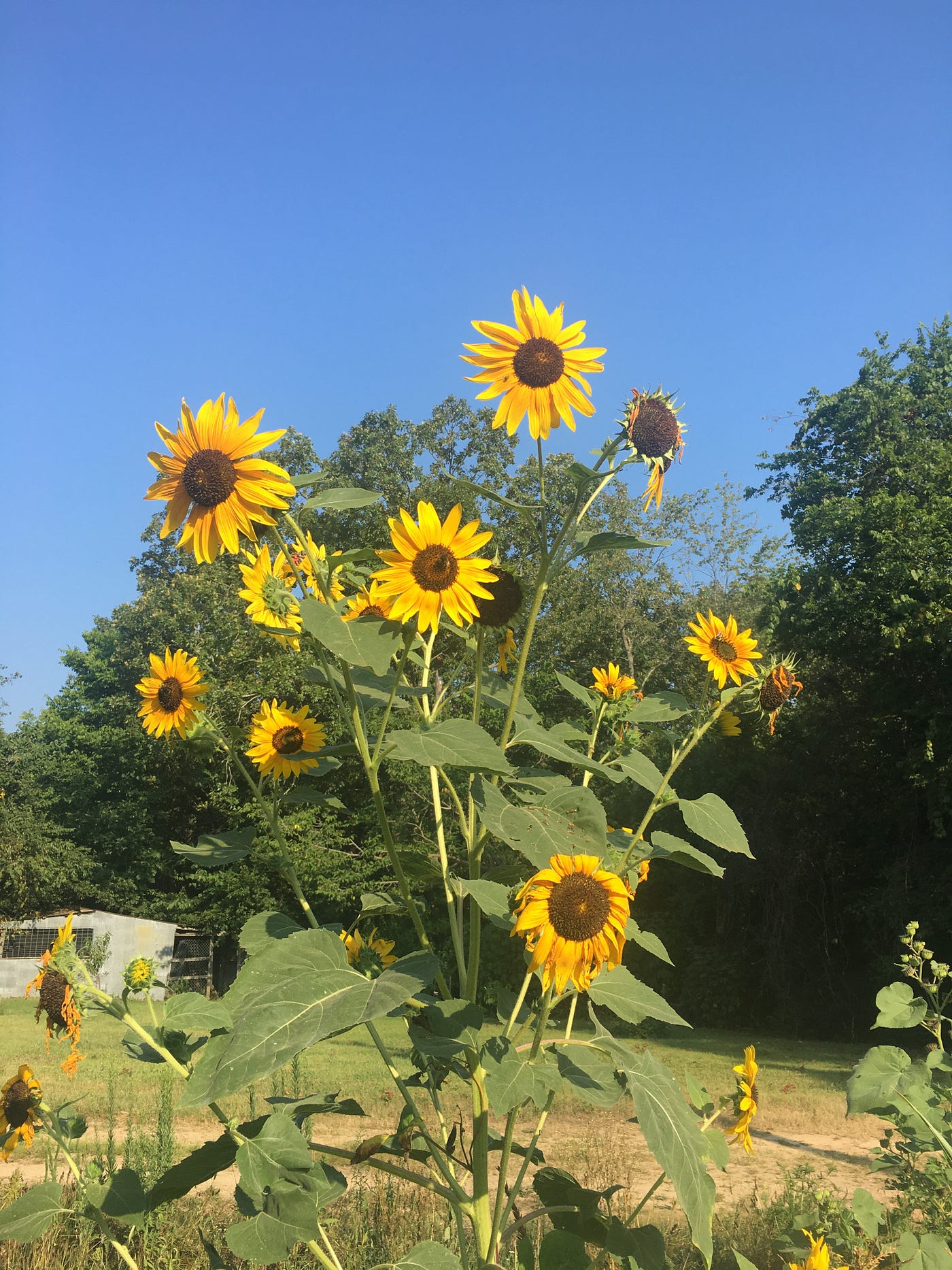 Growing Sunflowers From Seed. I grew sunflowers from seeds I found in
