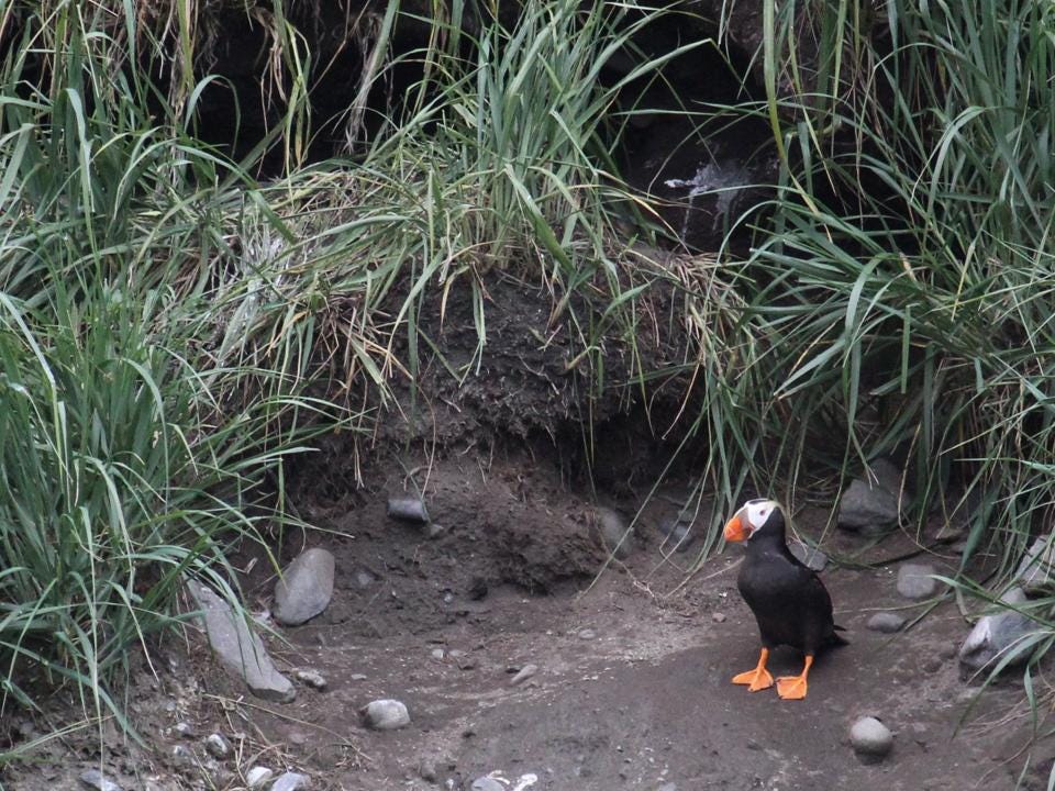 Tufted puffin near an open burrow