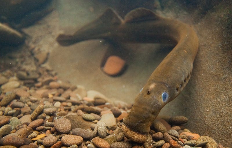 lamprey with a stone in her mouth