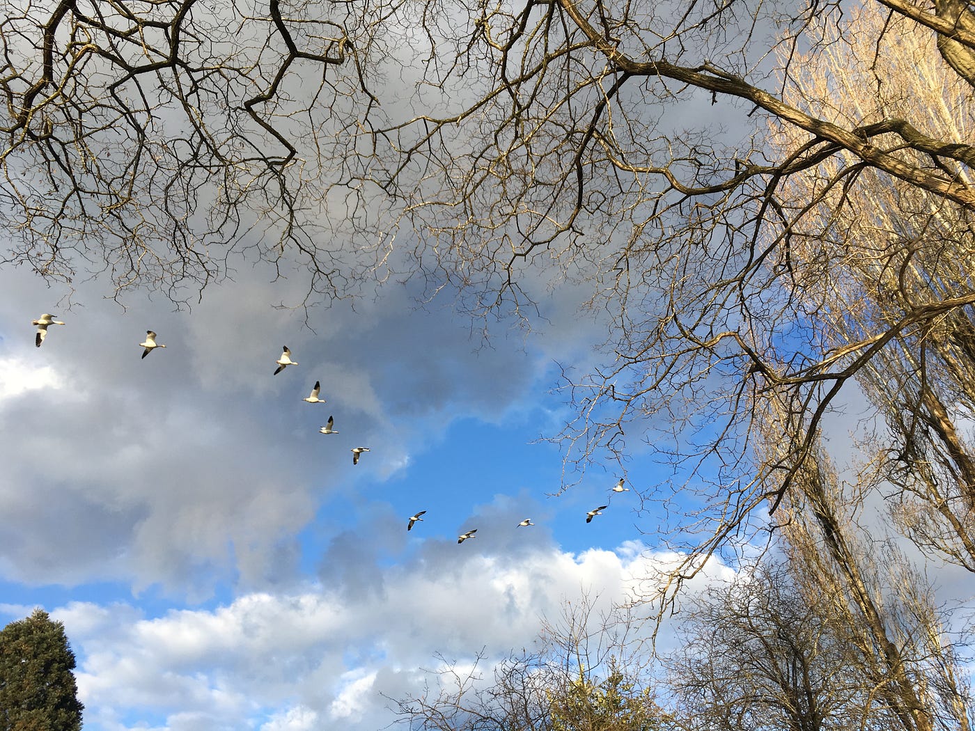 Skeletal branches from the top of the image almost capture 12 snow geese in V formation between bands of cloud and blue sky.