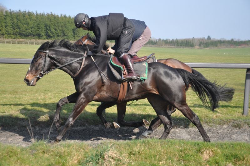 Race Horses Hunting Riding And Owning By Bruce Robbins Medium