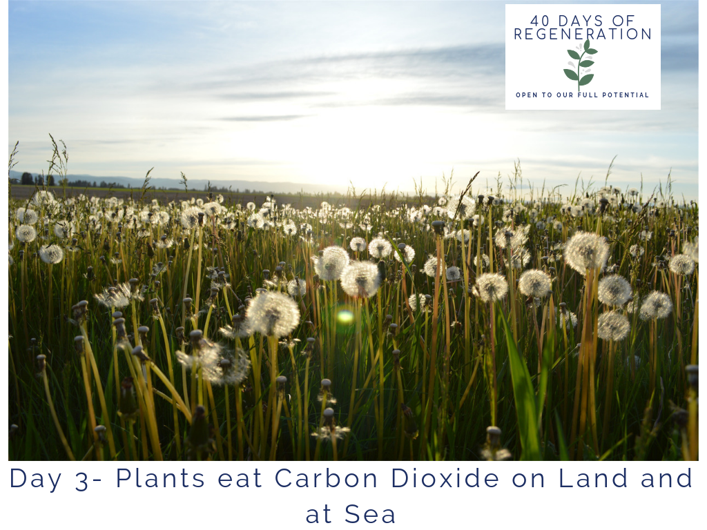 Day 3 Plants eat Carbon Dioxide Biological Carbon Sequestration by