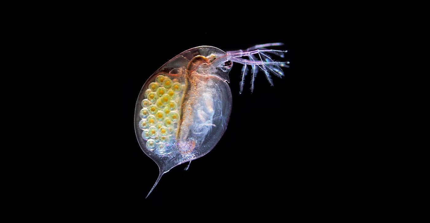 How Plastic That Ends Up Or Is Dumped In The Ocean Affects Aquatic
