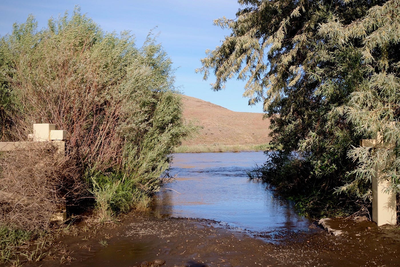 a view of water between two brushes