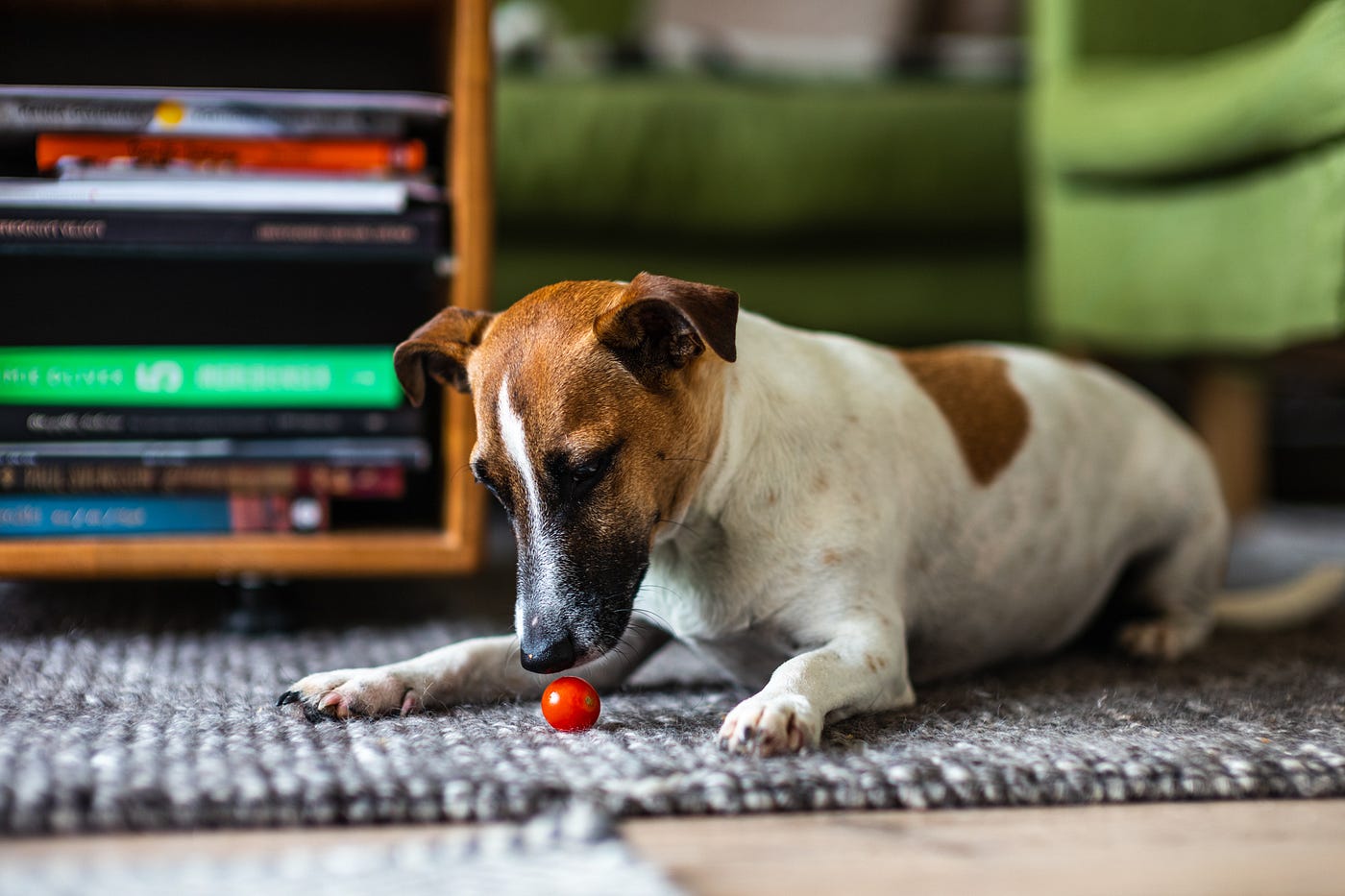 dog ate tomato