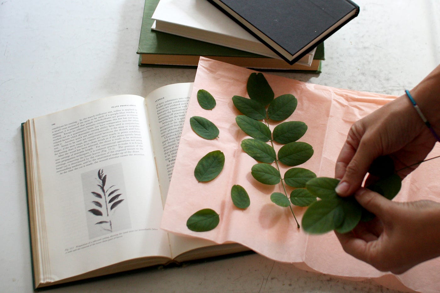 How-To: Make a Herbarium. As we in the more northern parts of the… | by  Anna Macoboy | Biophilia Magazine | Medium