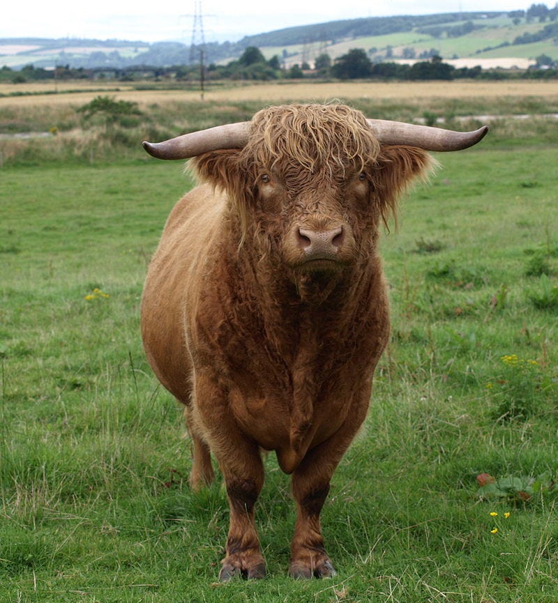 A Scottish Highland bull — BrianForbes