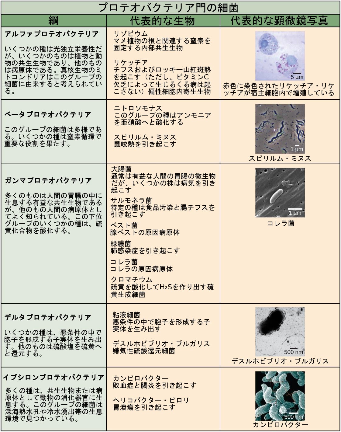 生物学 第2版 第22章 原核生物 細菌と古細菌 Japanese Translation Of Biology 2e By Better Late Than Never Medium