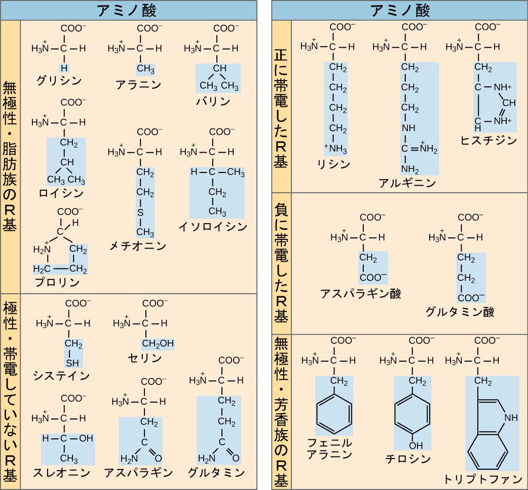 生物学 第2版 第15章 遺伝子とタンパク質 Japanese Translation Of Biology 2e By Better Late Than Never Medium 生物学 第2版 第15章 遺伝子とタンパク質 Japanese Translation Of Biology 2e By Better Late Than Never Medium