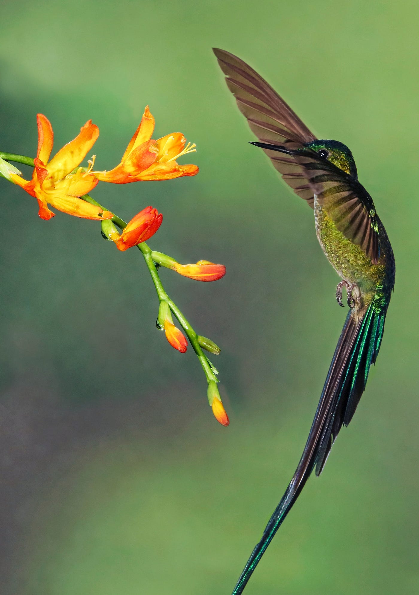 A colourful image of a shimmering humming bird and bright orange flowers.
