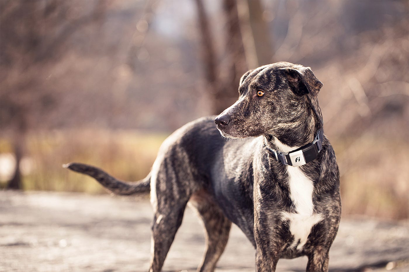 fi tracking collar