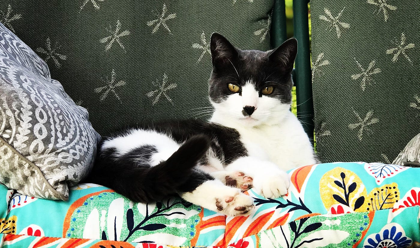 Why Pets Need To Be Included In Bereavement Policies By Harley Jane Creatures Medium Why Pets Need To Be Included In Bereavement Policies By Harley Jane Creatures Medium